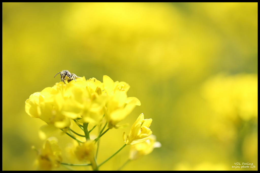 worker bee
