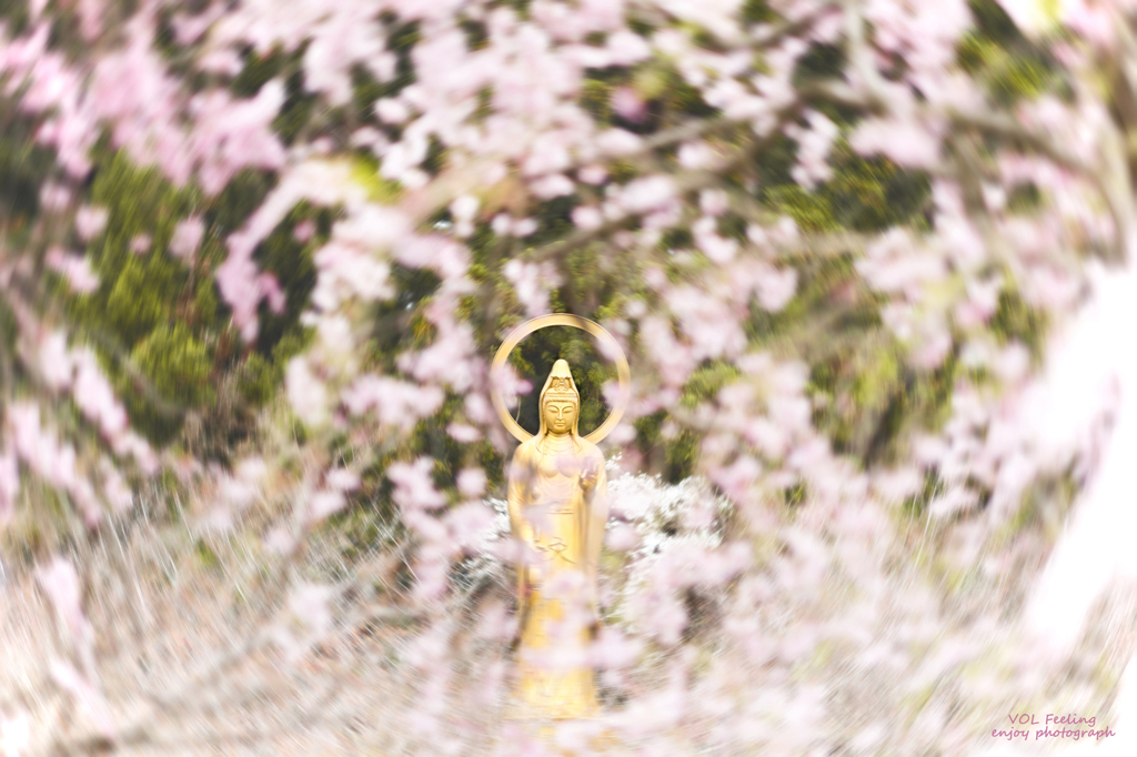 桜を纏いて