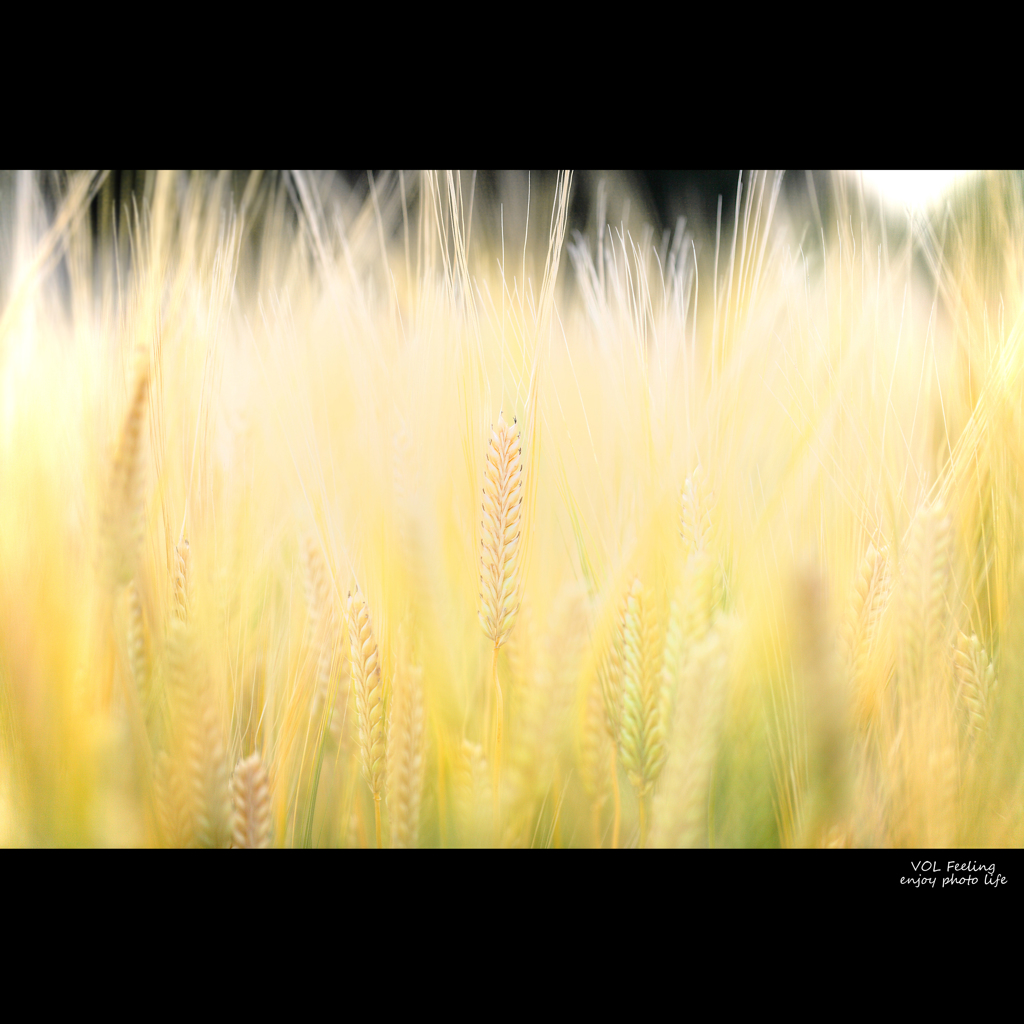 Barley of this year