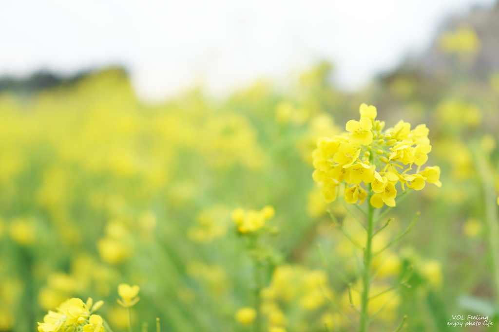 Small yellow