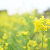 Small yellow