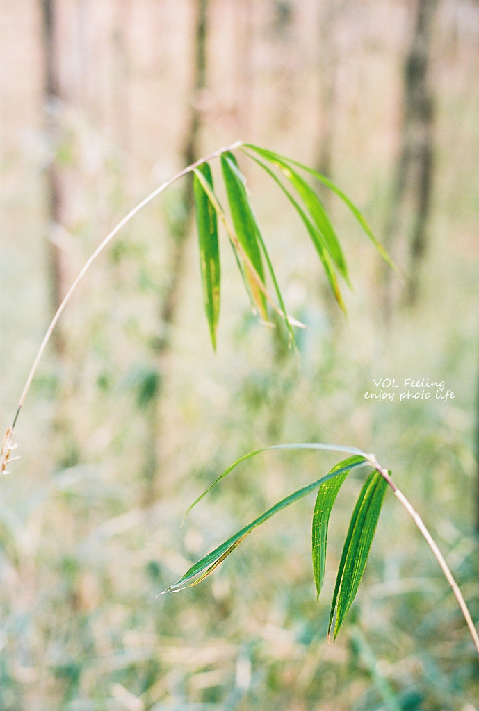 Bamboo grass