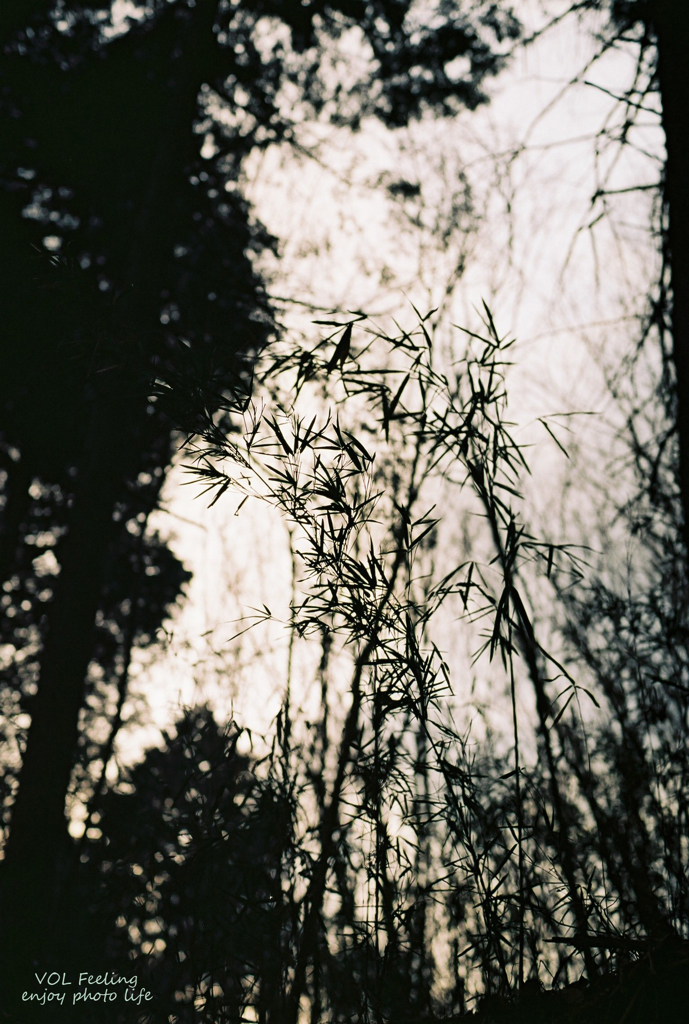 Bamboo grass Ⅱ