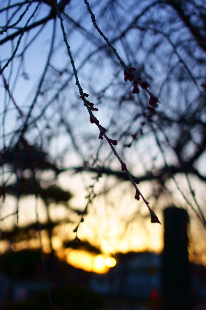 蕾桜　～春の夕景～