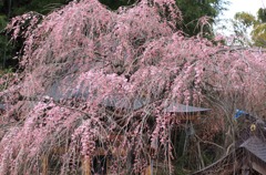 早咲き枝垂れ桜