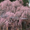 早咲き枝垂れ桜