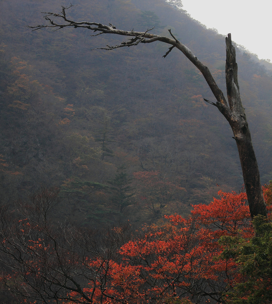 古木と紅葉