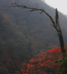 古木と紅葉