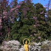 観音桜 Ⅱ