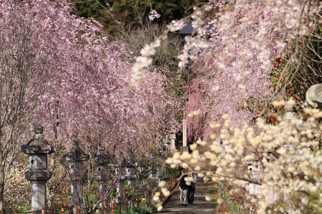 菩提寺 春爛漫
