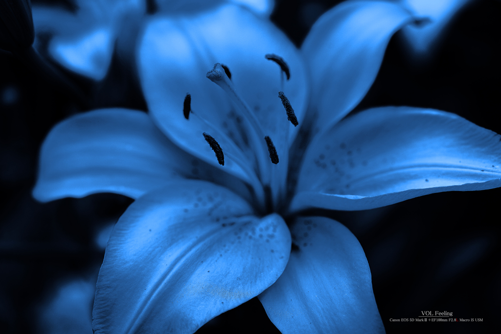 Blue Lily