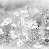 memory of the cosmos