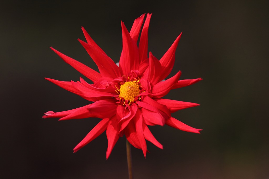 太陽の花