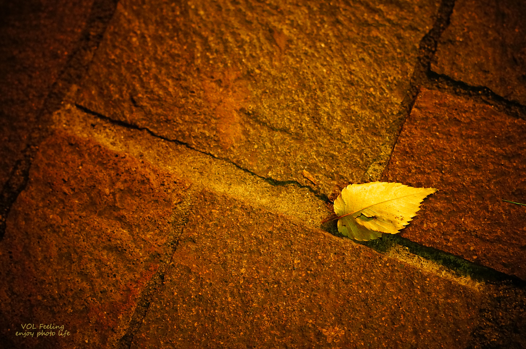fallen leaves