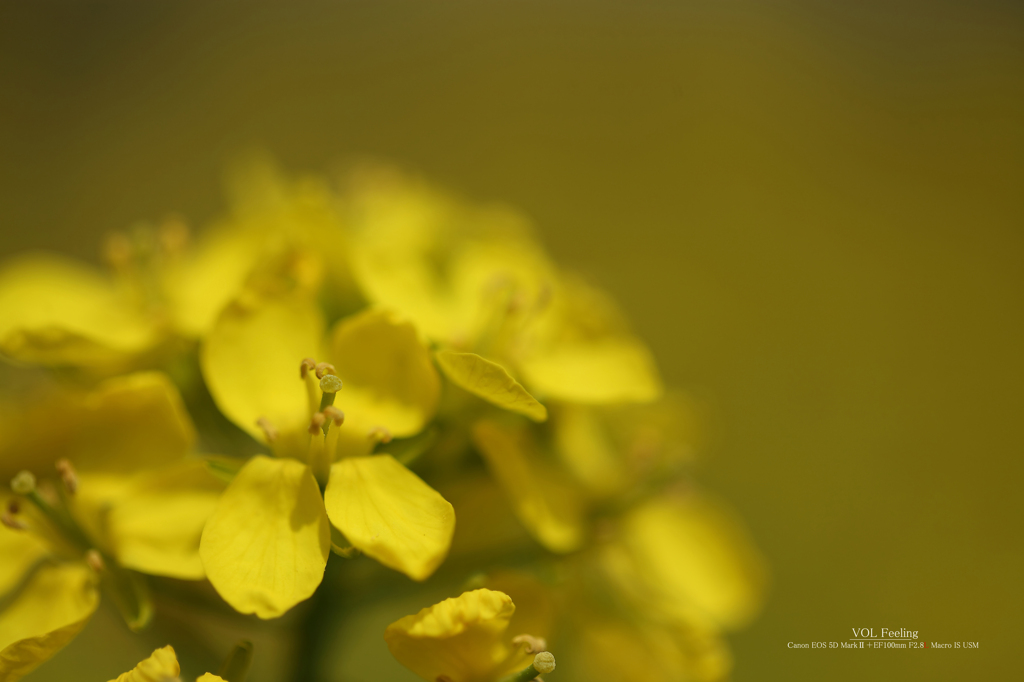 Spring yellow