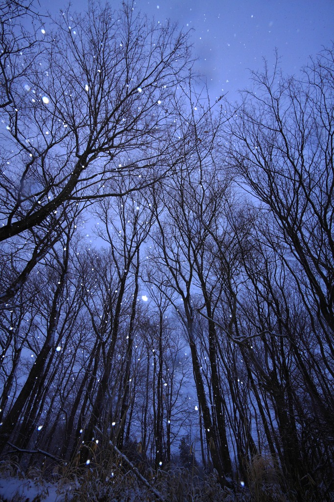 Snowy copse