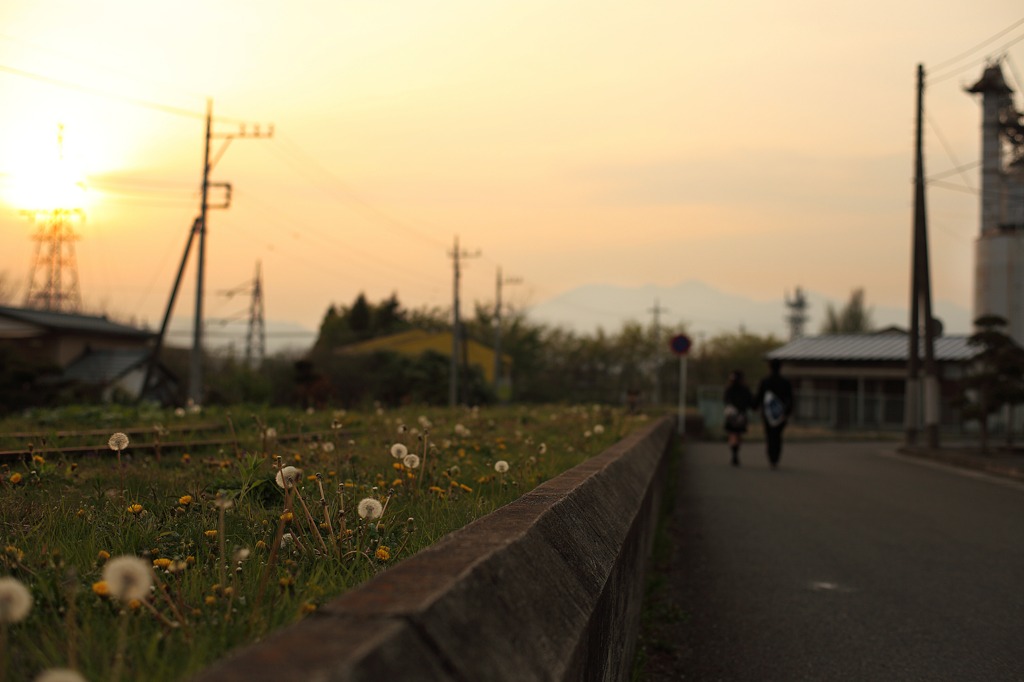 廃線路とたんぽぽと青春～春の夕暮れ～