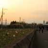 廃線路とたんぽぽと青春～春の夕暮れ～