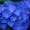 蒼き梅雨花Ⅱ