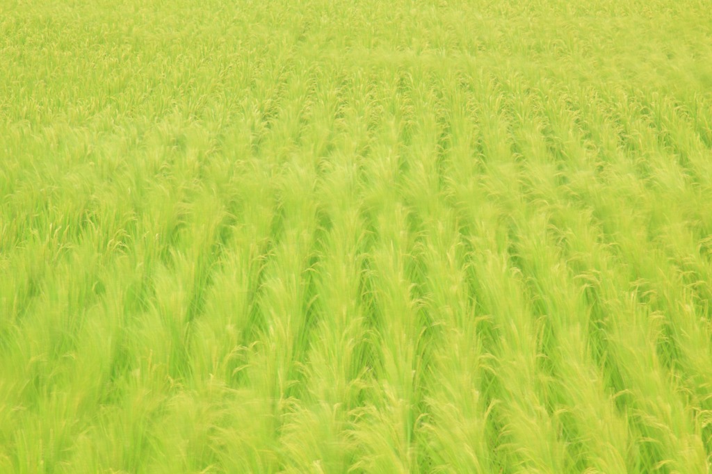 夏風 ～そよぐ稲穂～