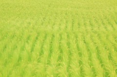 夏風 ～そよぐ稲穂～