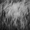 flame barley