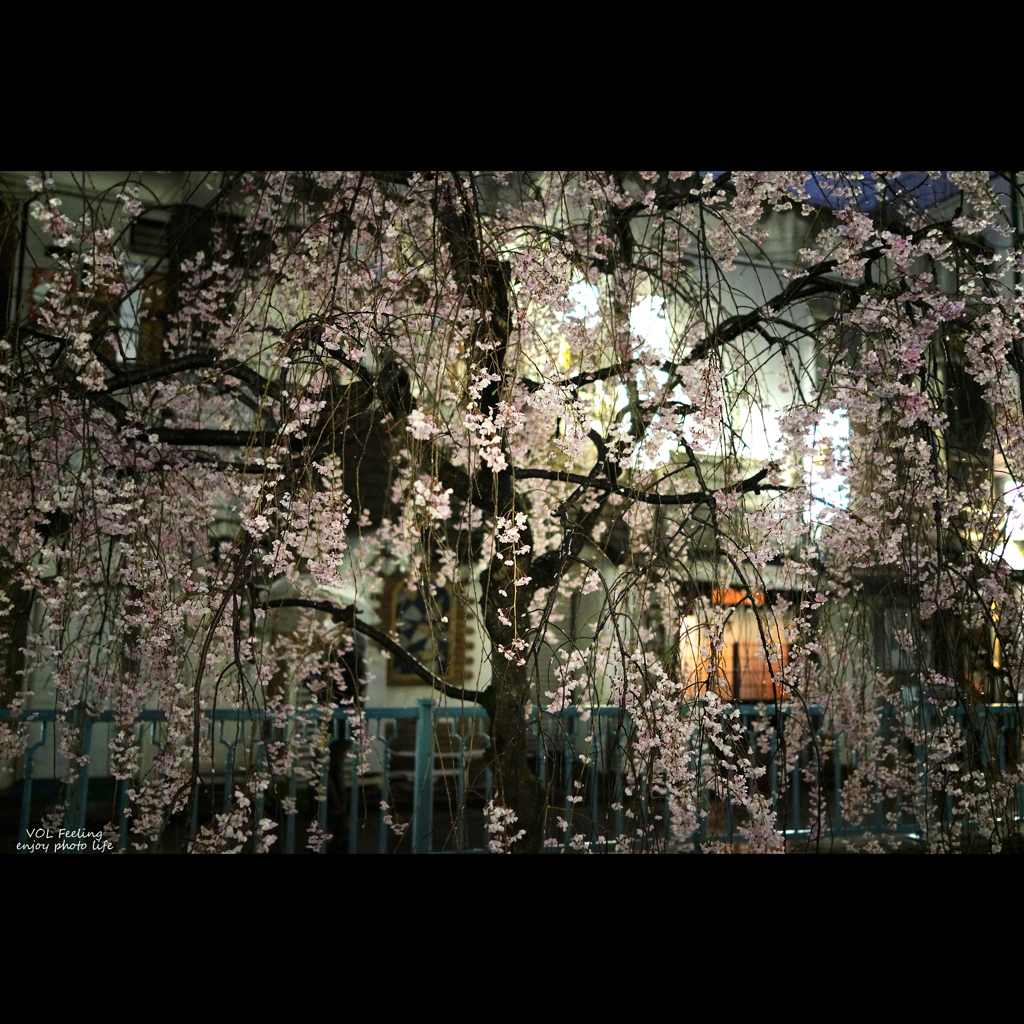 盛り場 堀沿い 雨の夜桜 Ⅲ