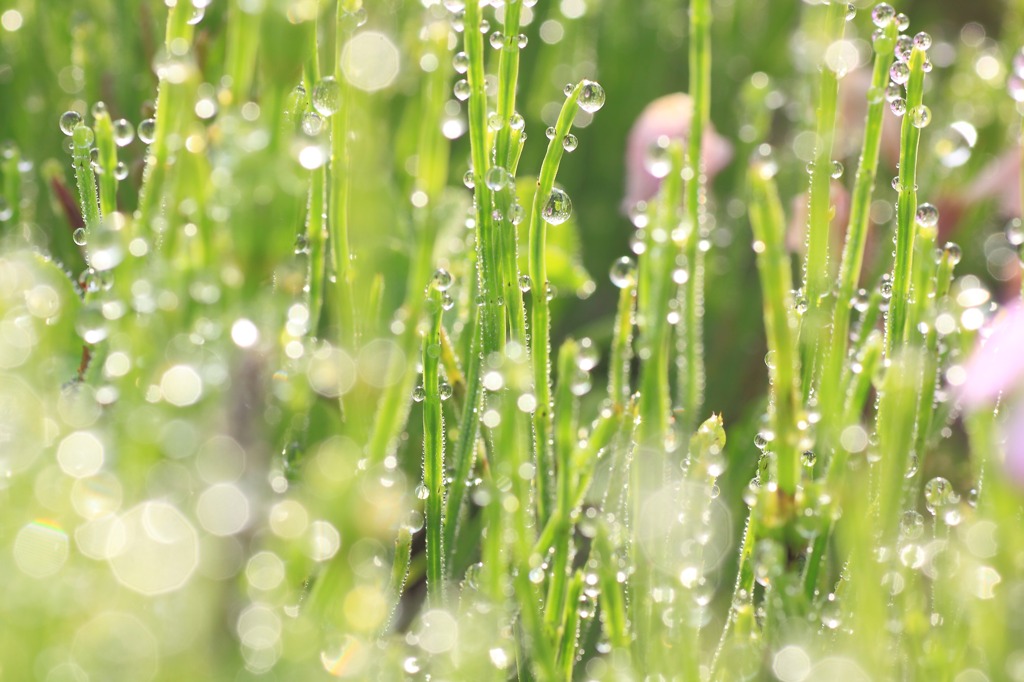 Fairies' waking