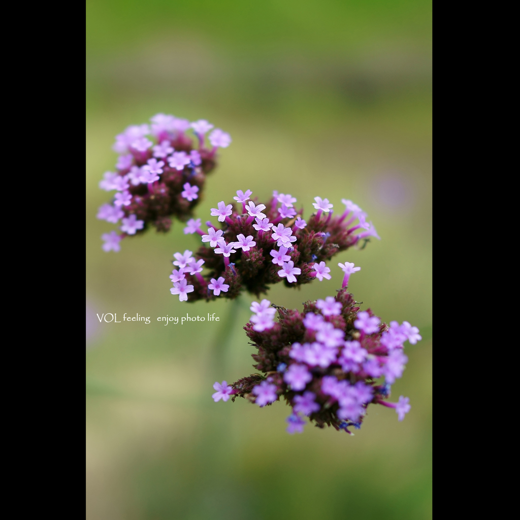 verbena bonariensis