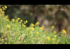 Rape blossoms