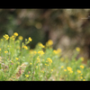 Rape blossoms