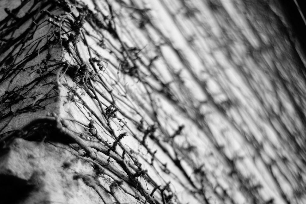 蔦のある光景Ⅱ