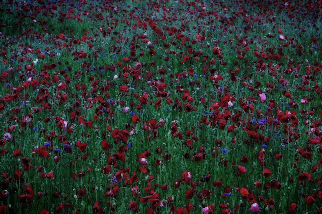 悲しみの花畑