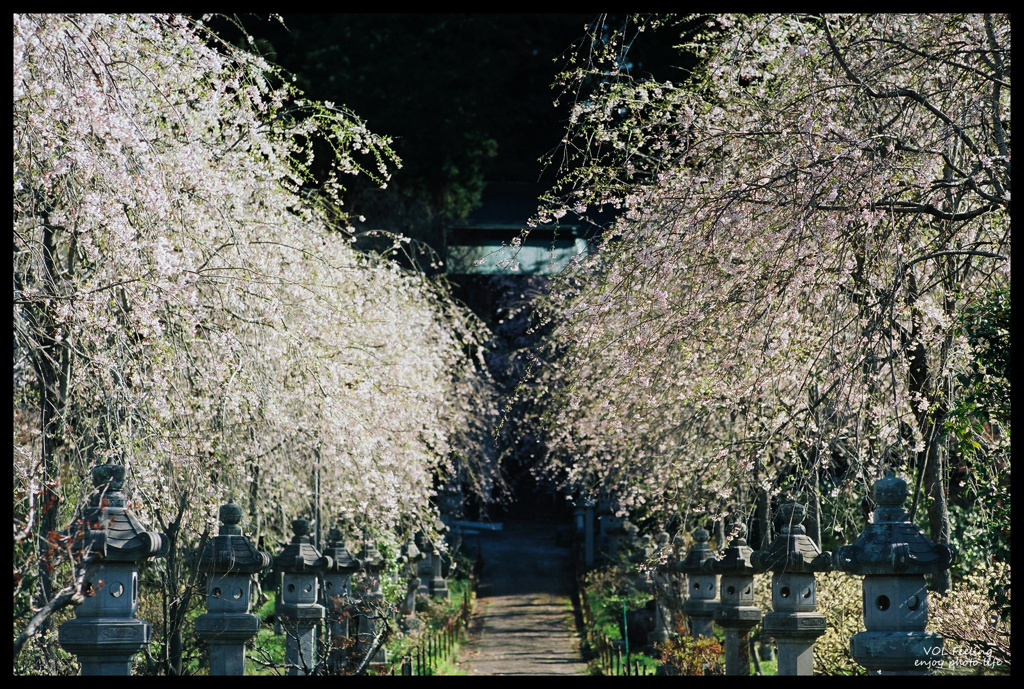 桜回廊