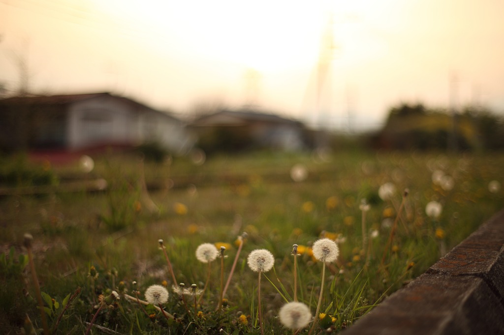 Lonely dandelion