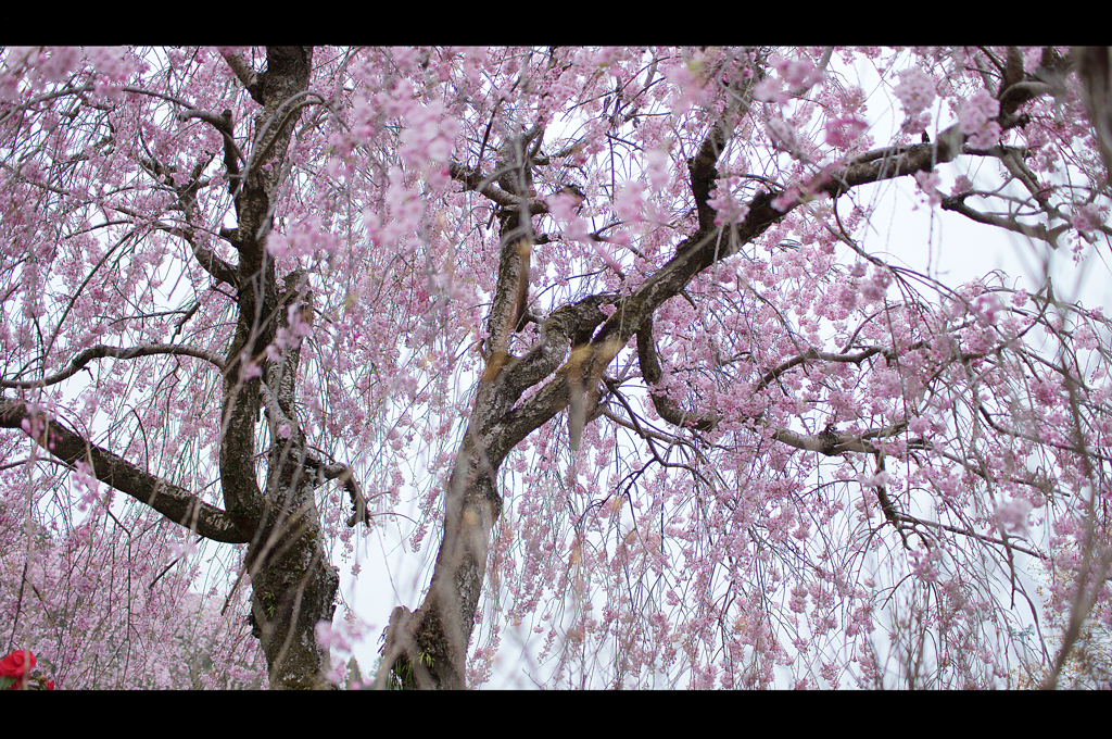 桜の下で