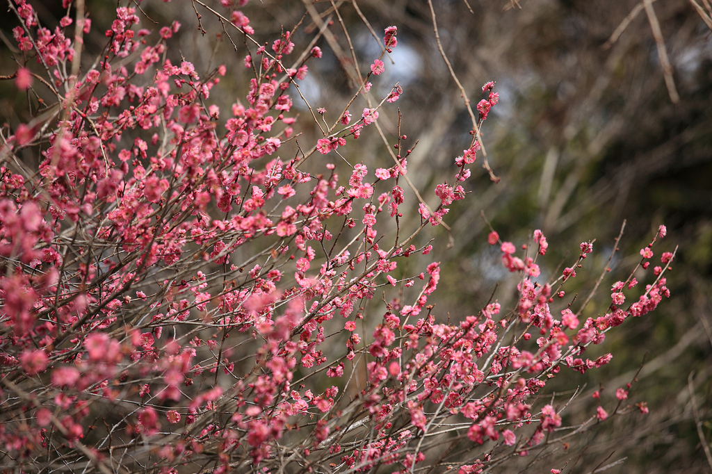 Japanese apricot ～2012 spring～