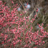 Japanese apricot ～2012 spring～