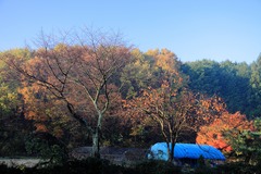 朝日のあたる里山の晩秋