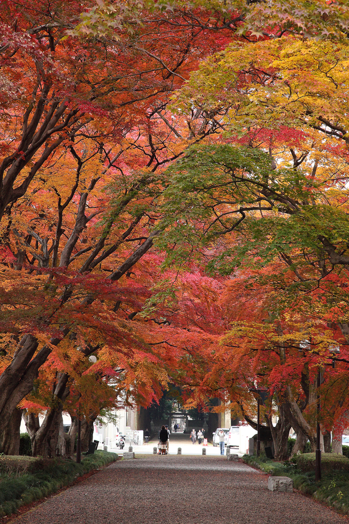 紅葉の回廊