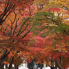 紅葉の回廊