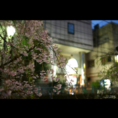 盛り場 堀沿い 雨の夜桜 Ⅱ