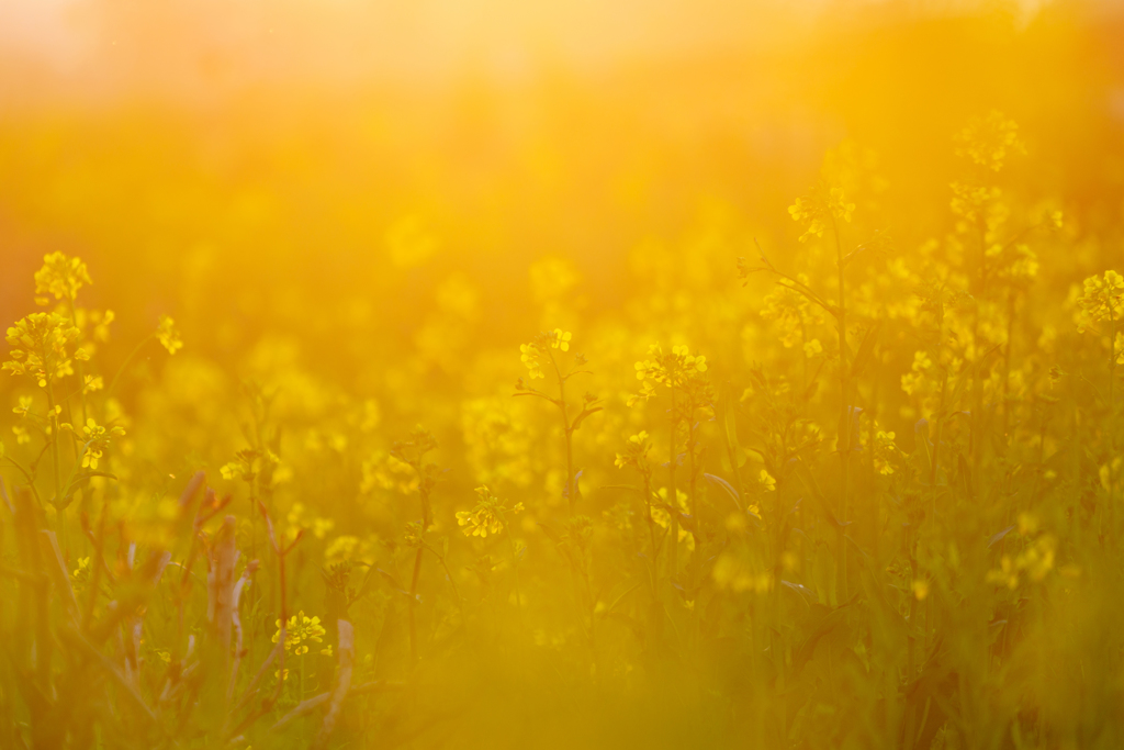 ゆうひ　なのはな