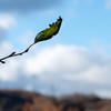 One leaf