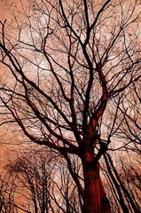 Red Tree