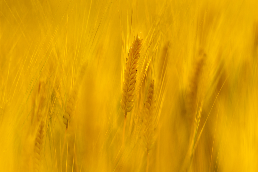 Yellow field