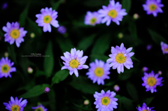 花柄模様
