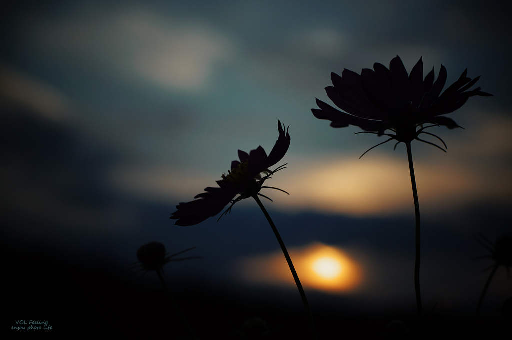 Silhouette beauty