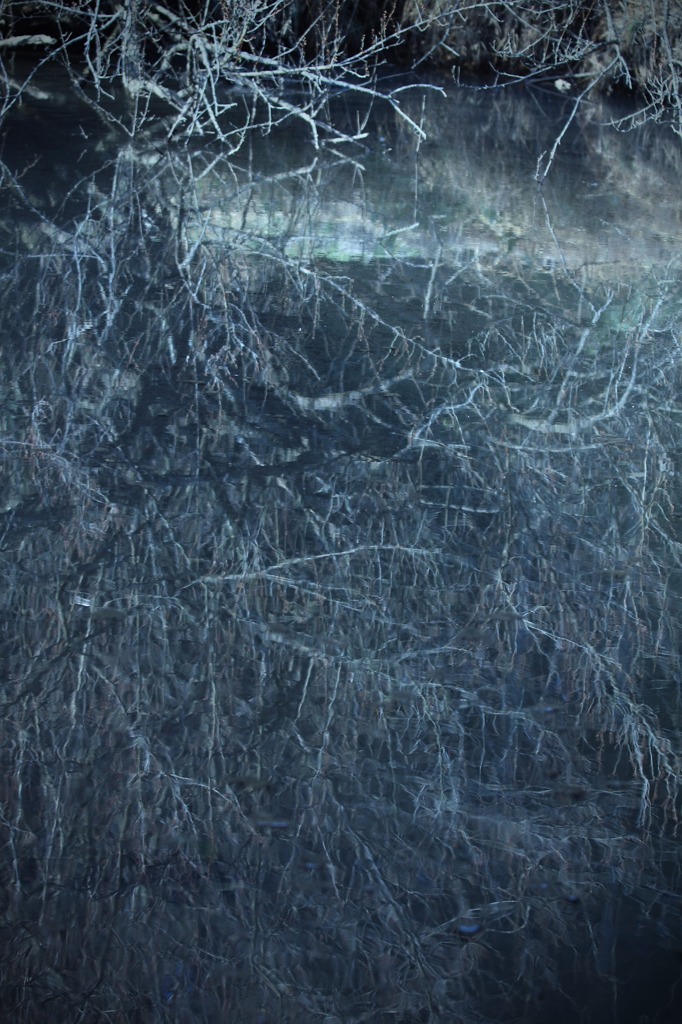 水中の枝 ～Branches in the water～