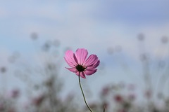 cosmos091011_1